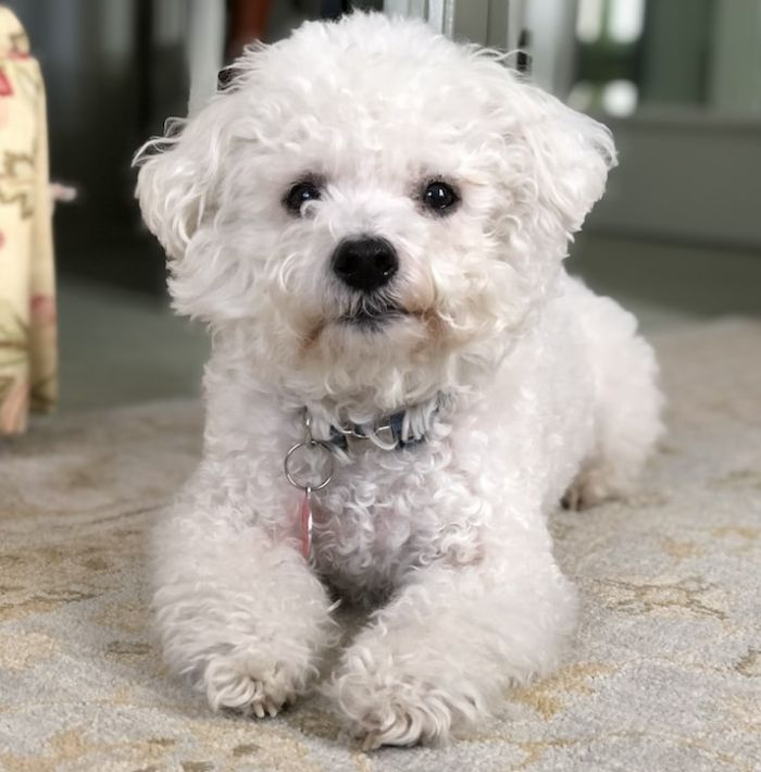 Bichon Frise breed