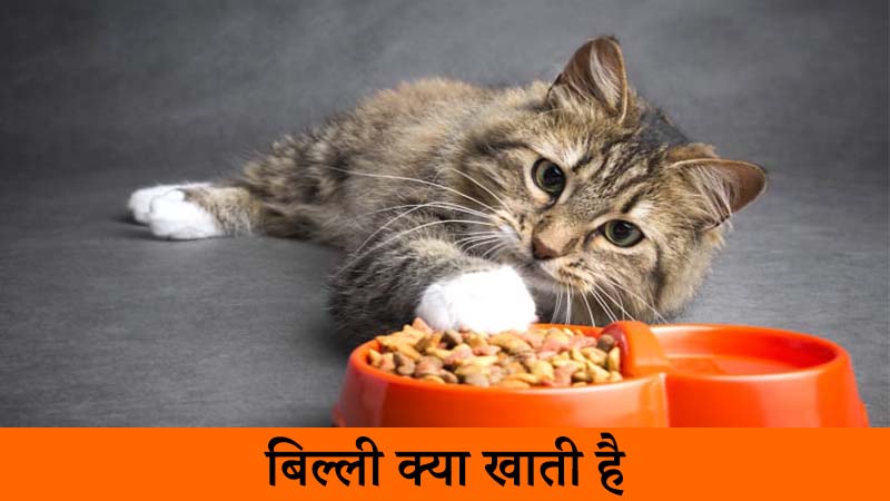 billi kya khati hai