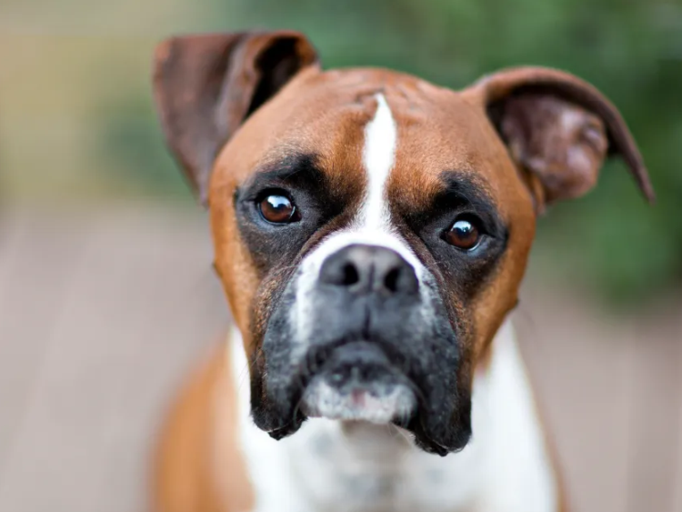 Boxer Dog