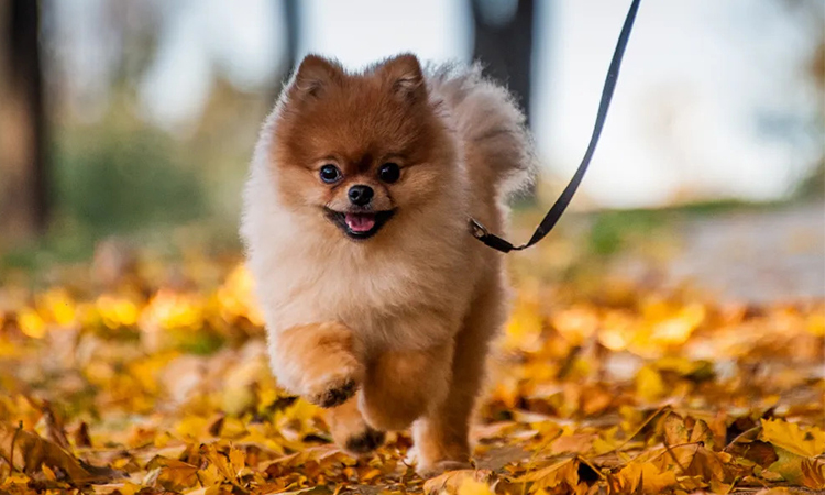 cute pomeranian dog