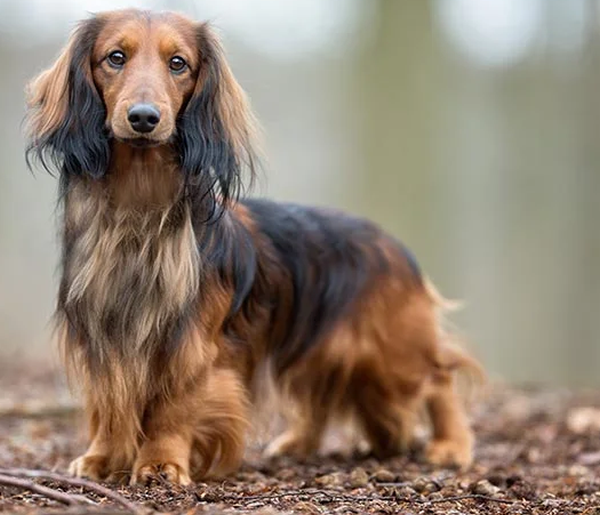 Dachshund