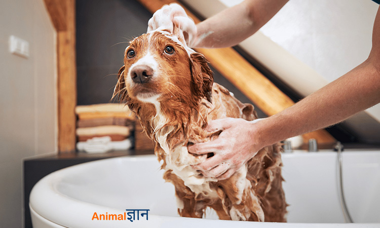 dog bathing in tub