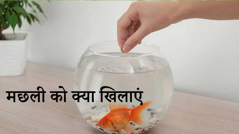 feeding your fish - machli ko ye khilaye