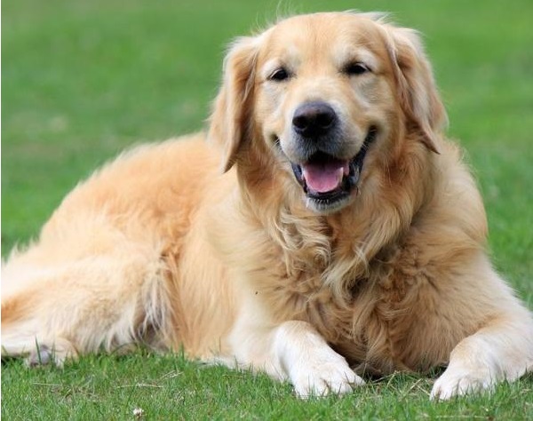 Golden Retriever