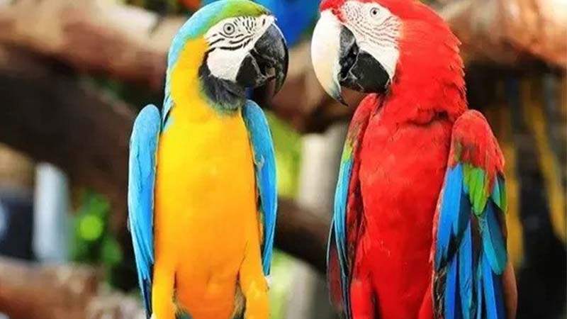 parrot health