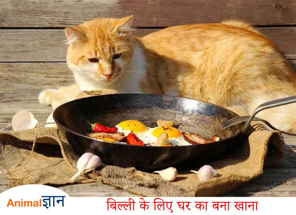 Billi ke liye ghar ka bana khana