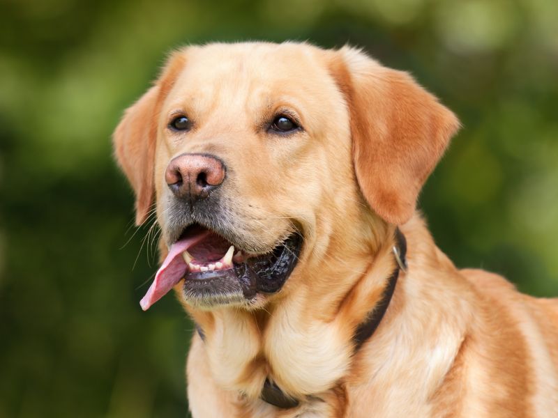 labrador dog breed