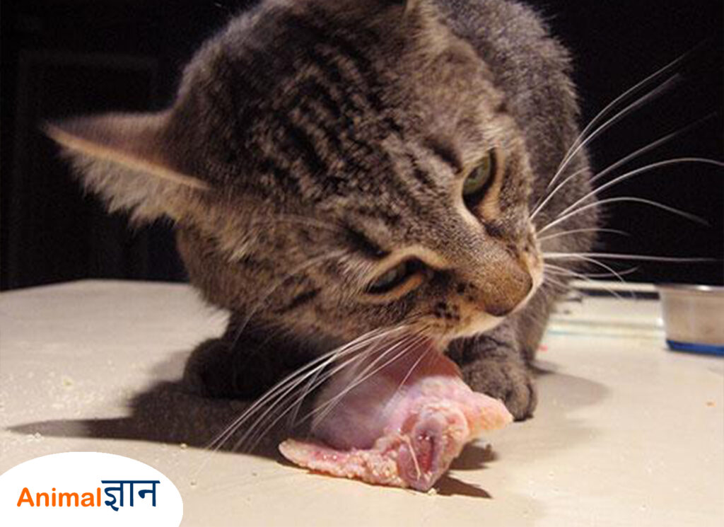 billi ke liye मांस के टुकड़े meat chunks