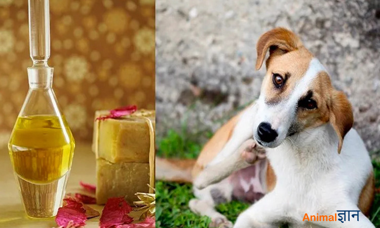 neem oil for dog