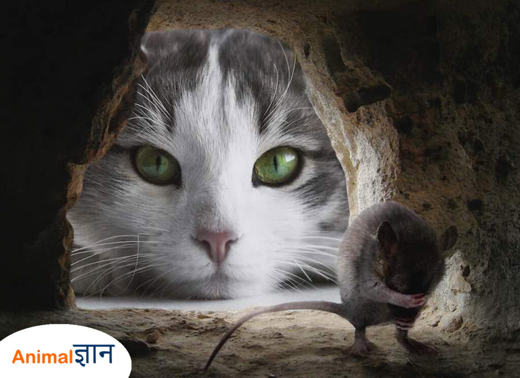 billi rakhne ke fayde pest control in your house