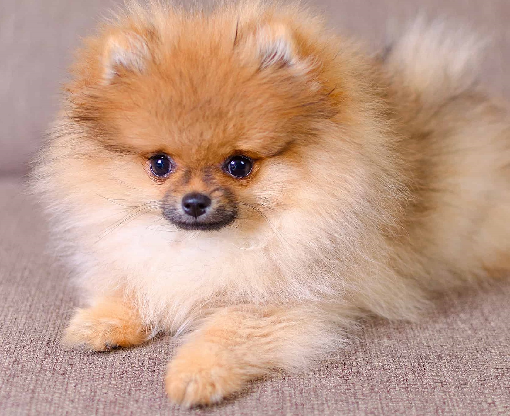 Pomeranian