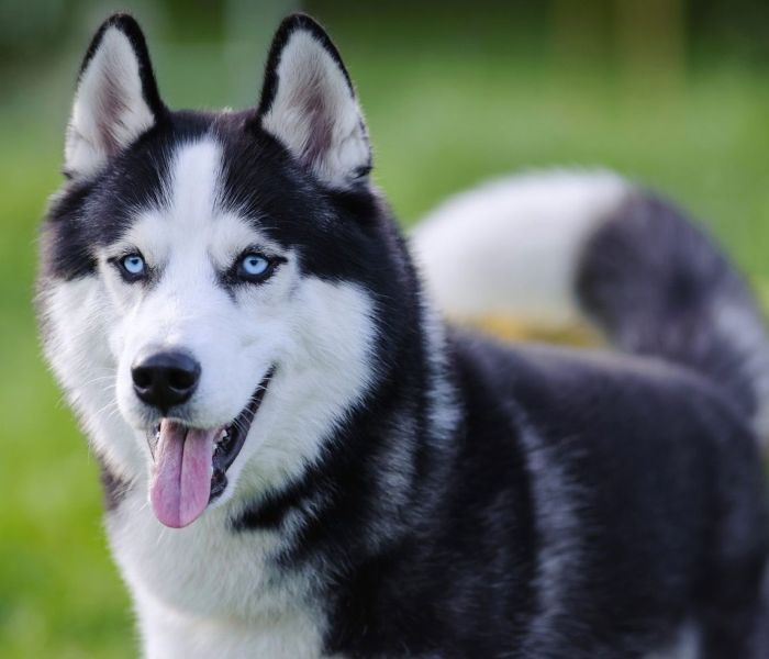 Siberian Husky