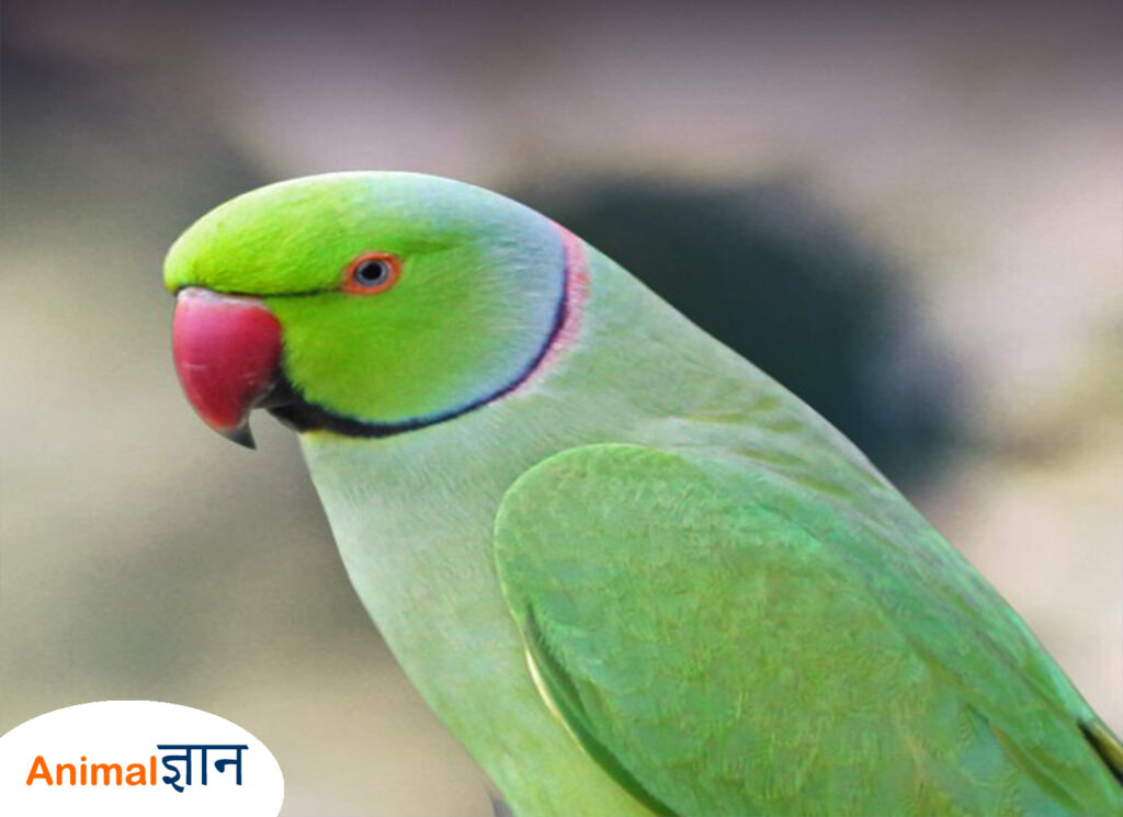 Indian Ringneck Tota parrot