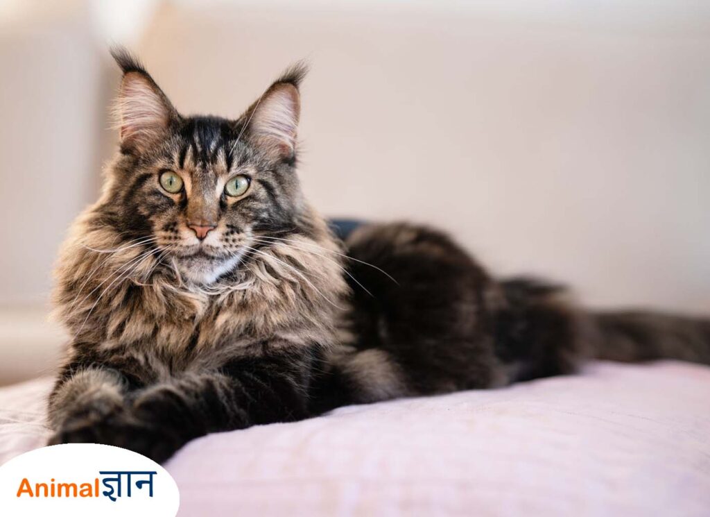 maine coon billi cat