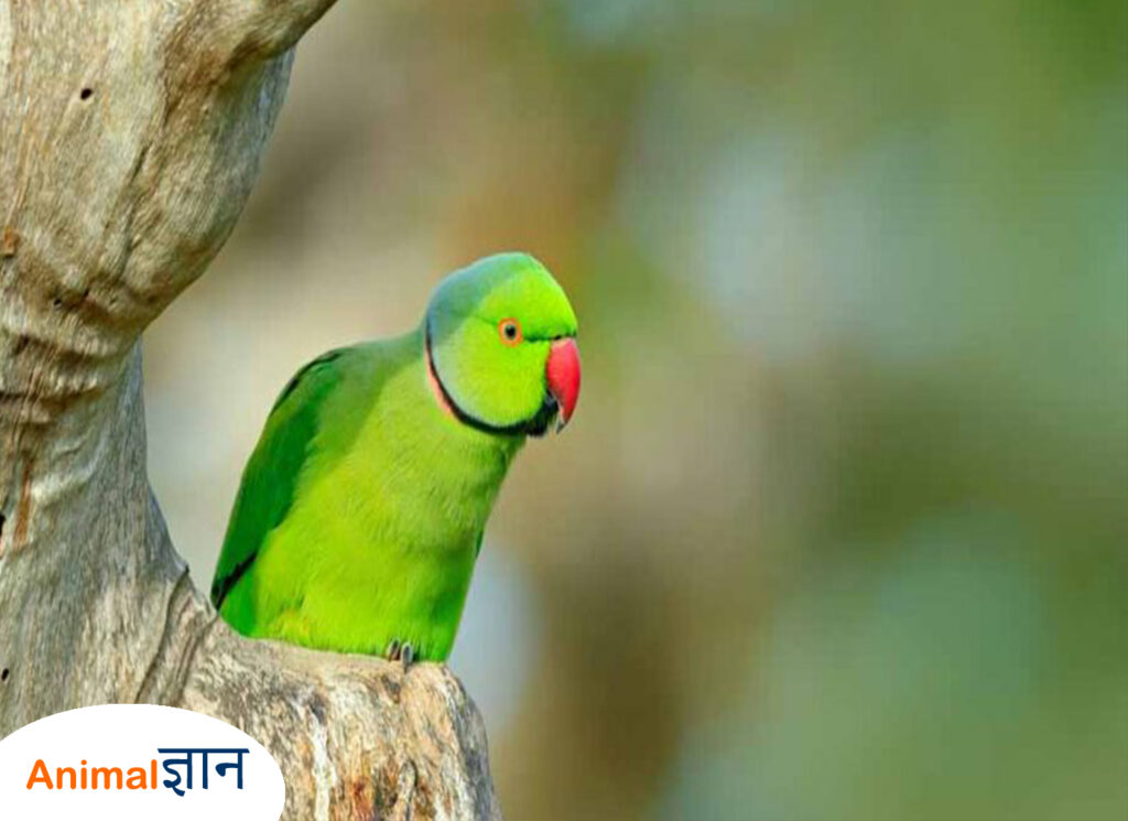 Rose Ringed Parakeet Parrot