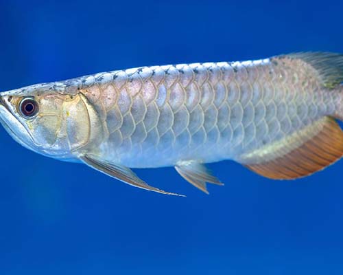 Arowana Fish