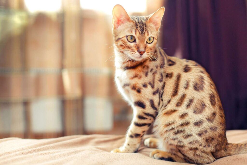 bengal cat billi