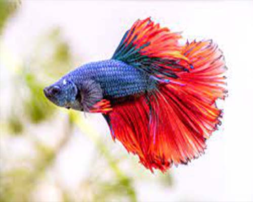 betta fish