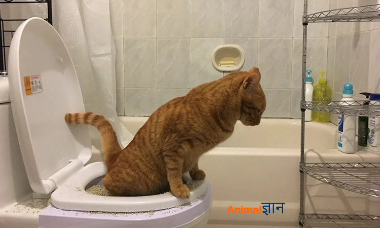 billi ko potty pee training kaise de