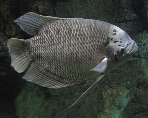 Black Gourami fish