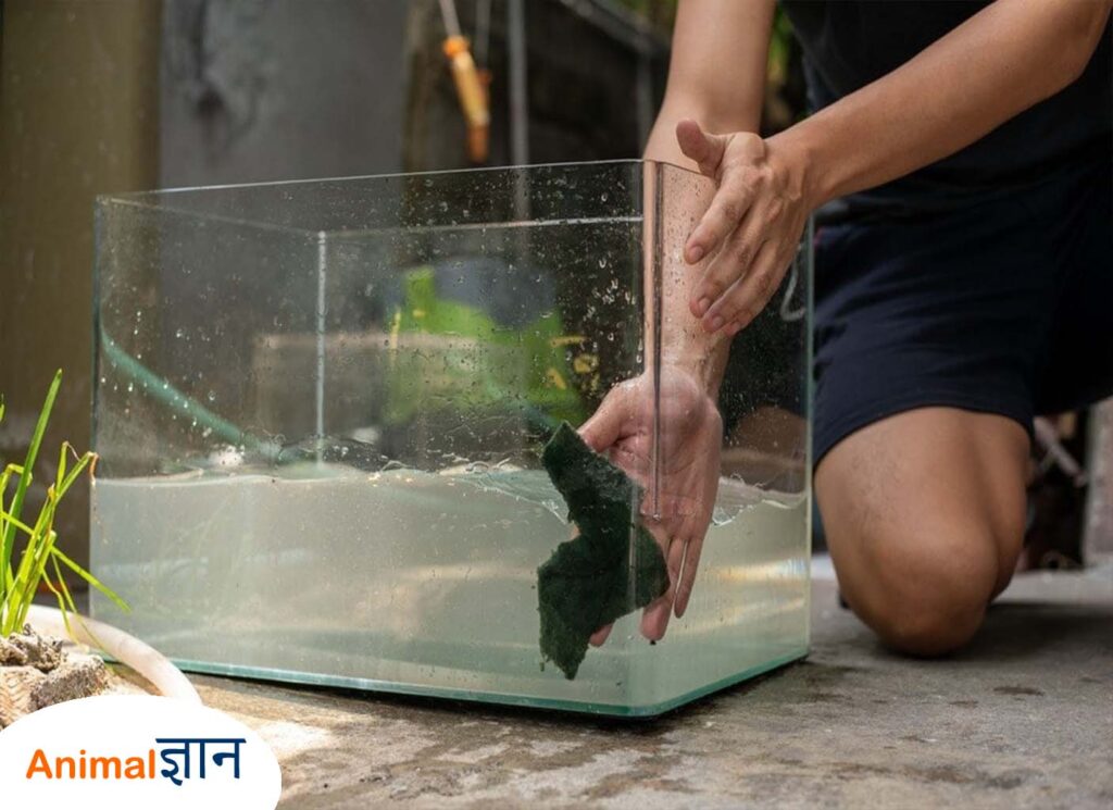 aquarium tank ke kanch ko saaf kare