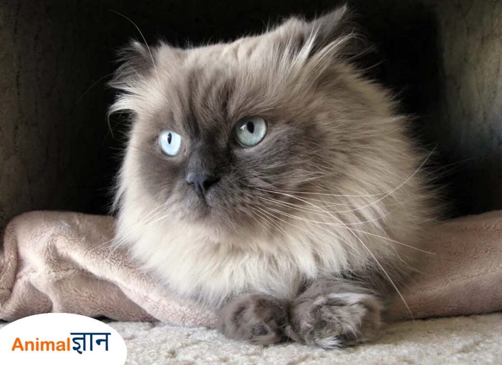 himalayan billi cat