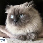 himalayan billi cat