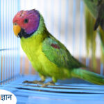 parrot breed in india