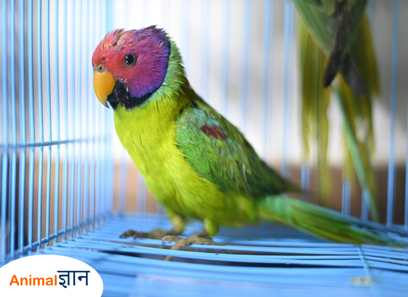 parrot breed in india