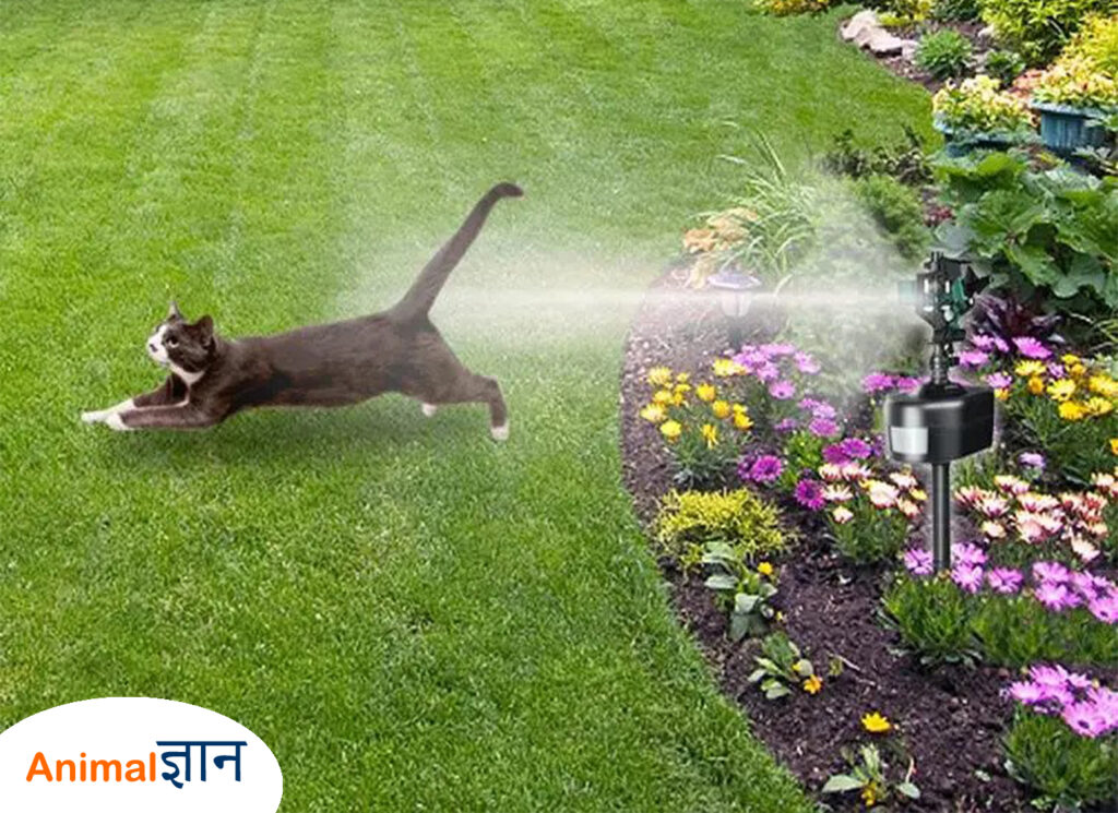 motion activated sprinkler to repel cat