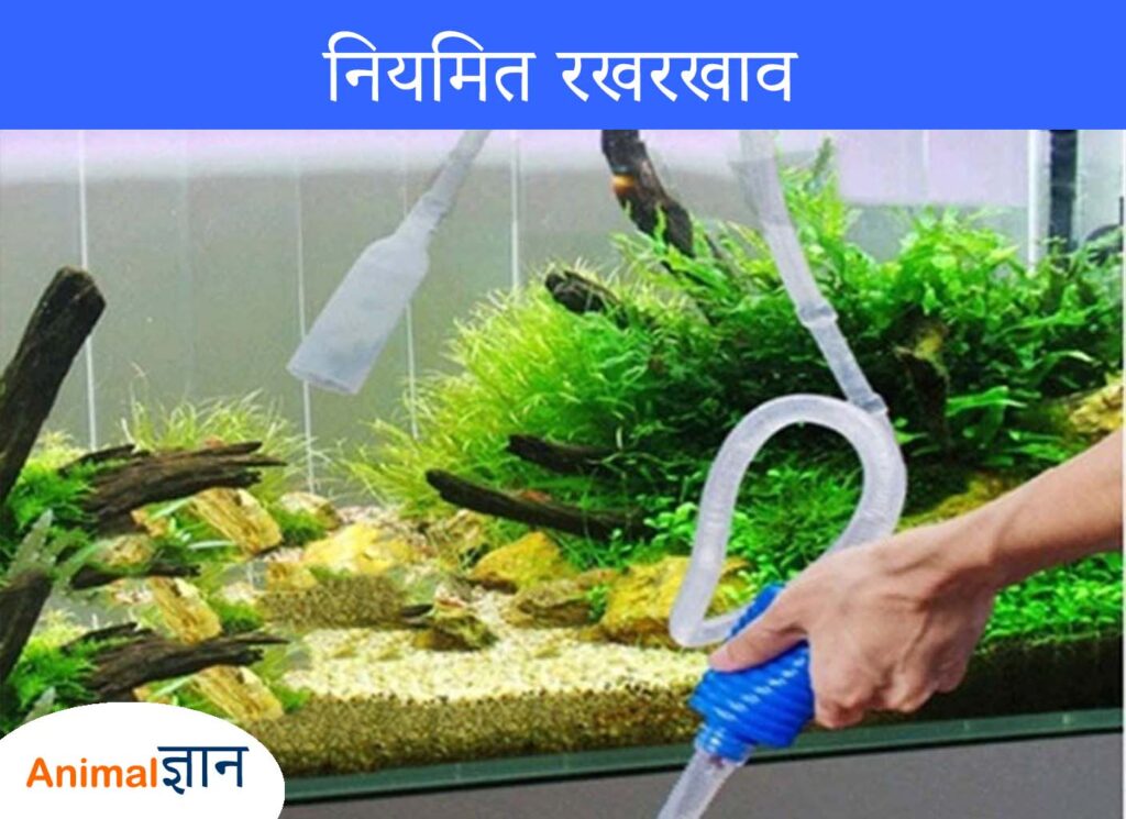 regular maintenance of aquarium - नियमित रखरखाव