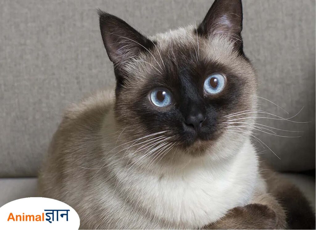 siamese billi cat