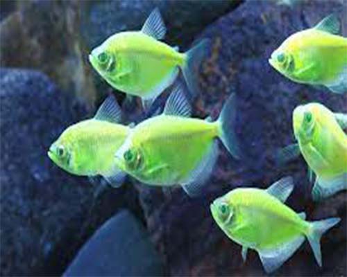 tetra fish