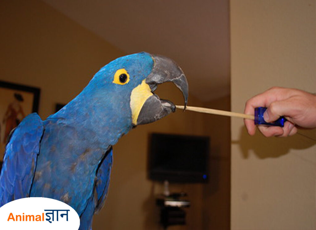 soft parrot training