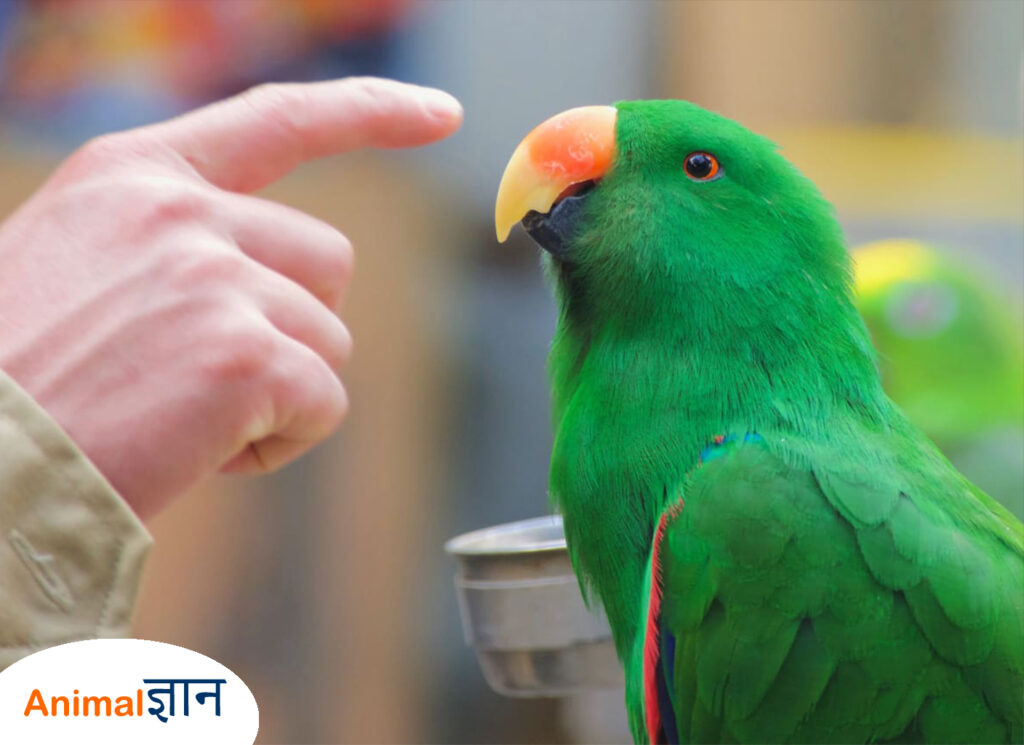 patience rakhe parrot training