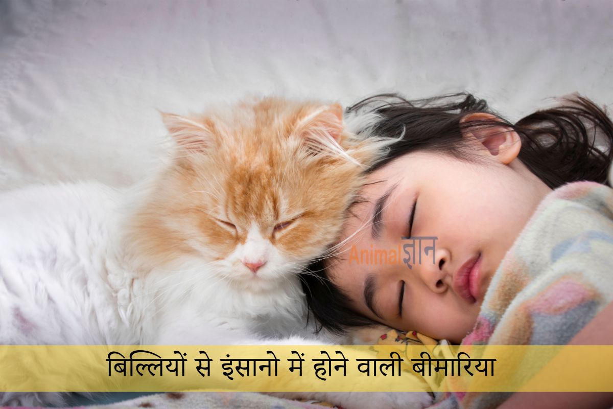 billi se insaan me hone wale rog