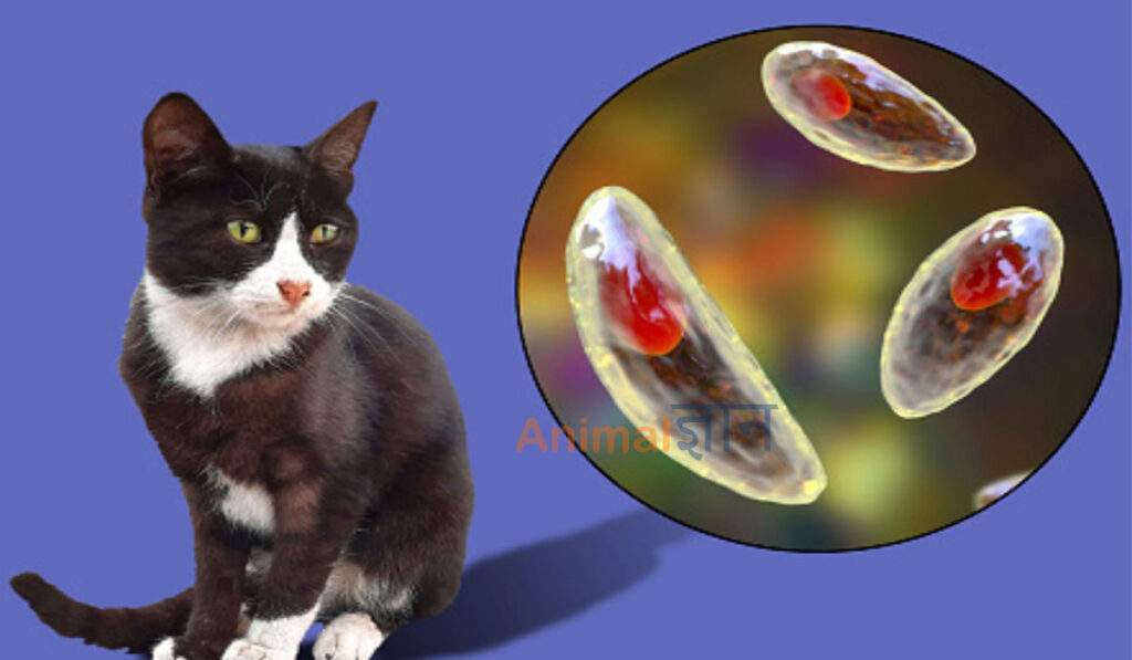 toxoplasmosis