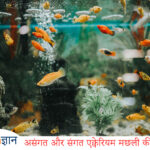 compatible fish breed in aquarium