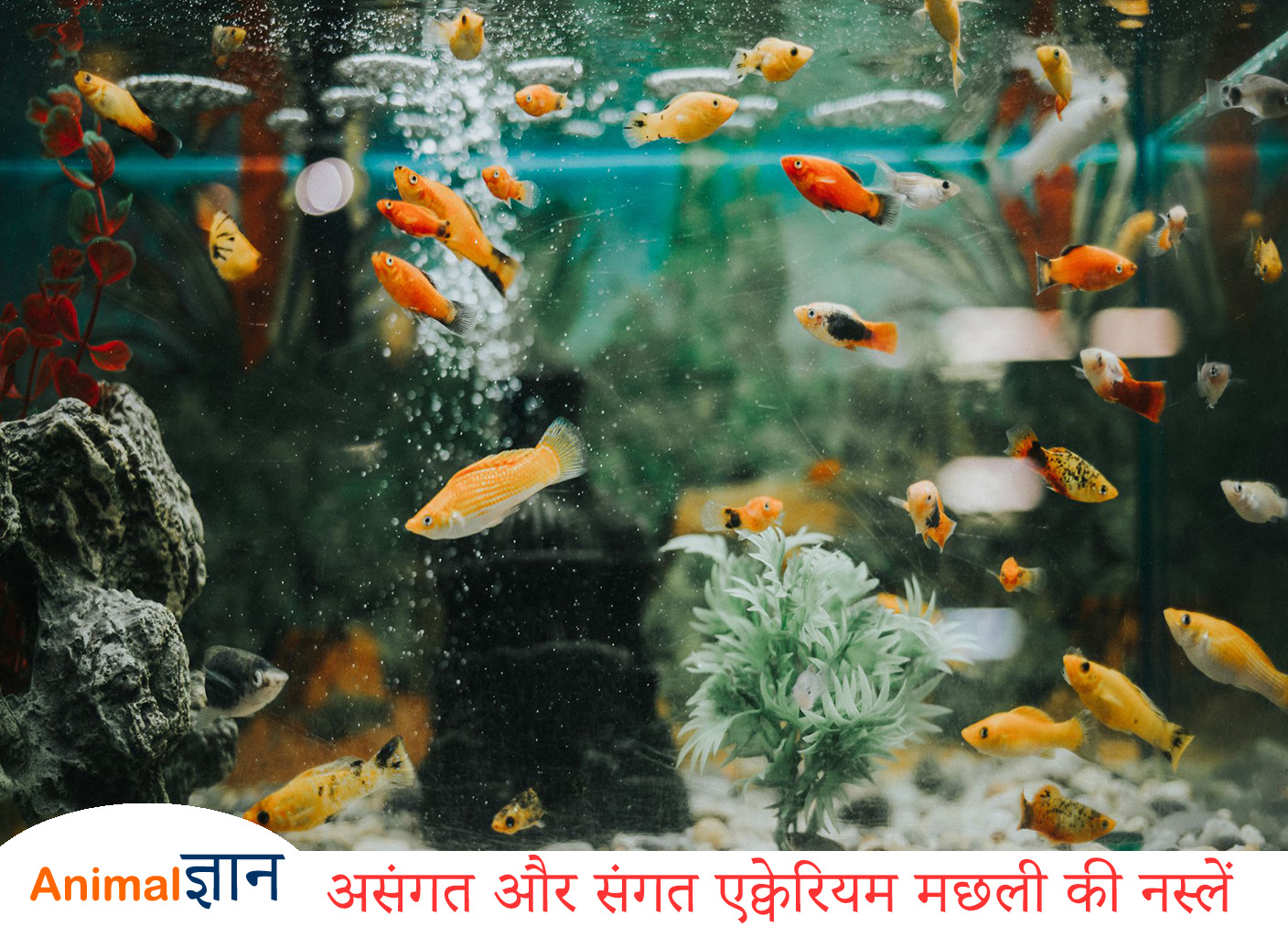 compatible fish breed in aquarium