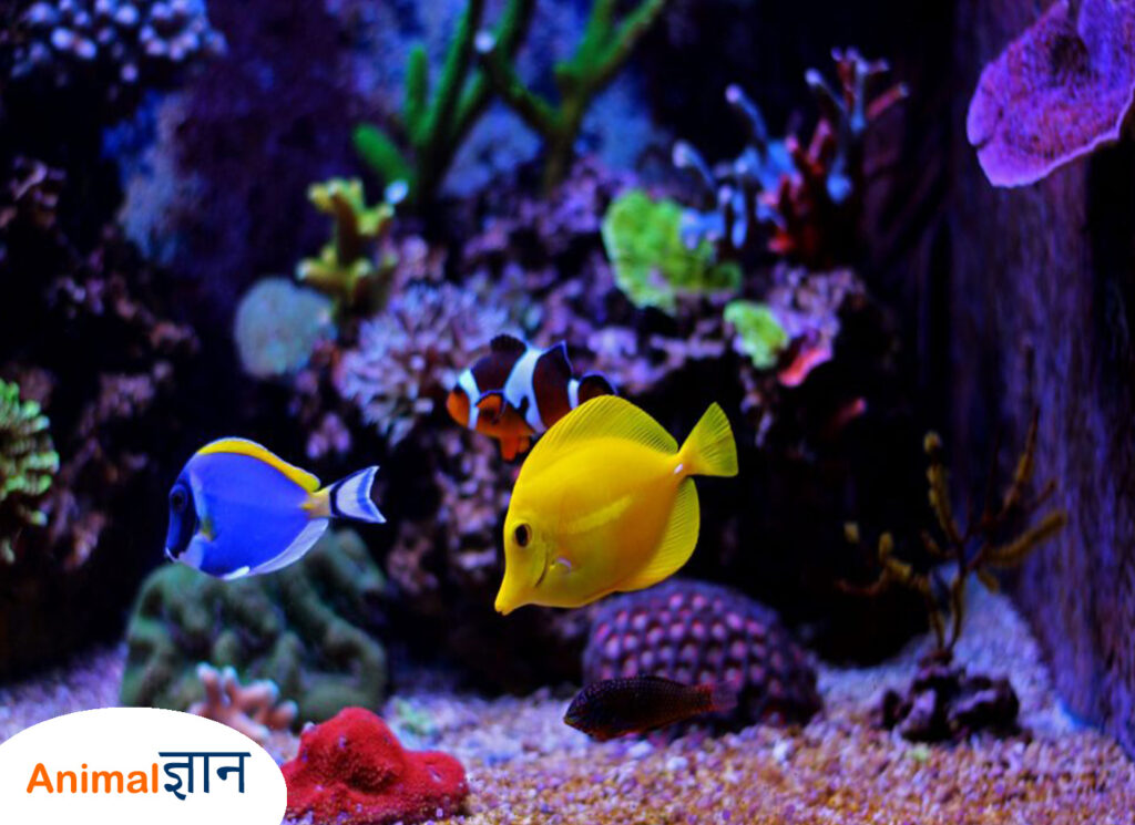 different size fish in aquarium