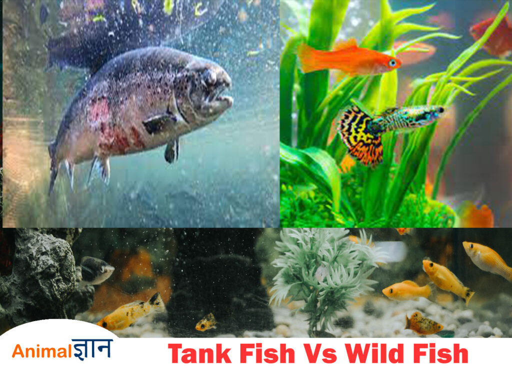 tank vs wild fish