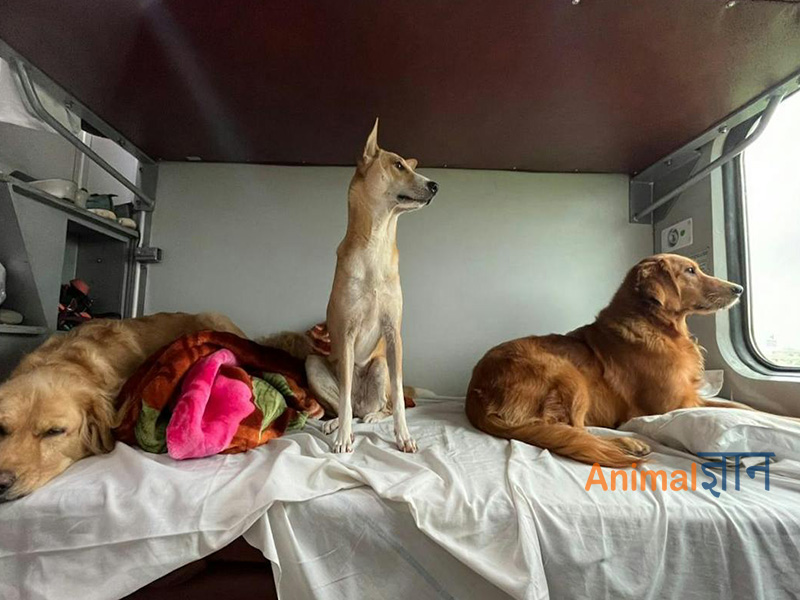 dogs sitting in train comfortably