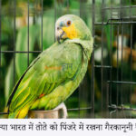 is it illegal to keep parrot in cage