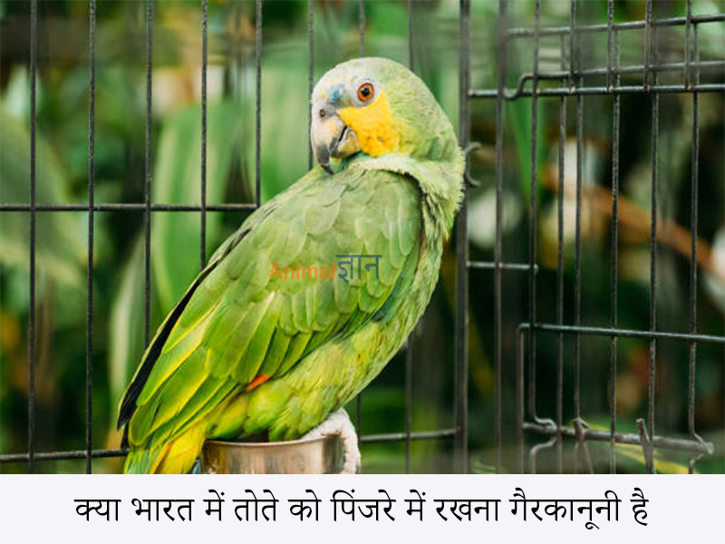 is it illegal to keep parrot in cage