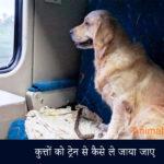 dog ke sath train se safar kare