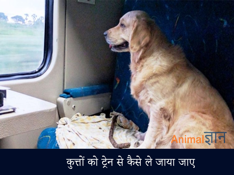 dog ke sath train se safar kare