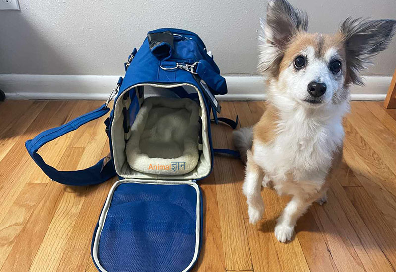 dog carry bag for airline