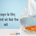 parivahan ke liye fish ko pack kare