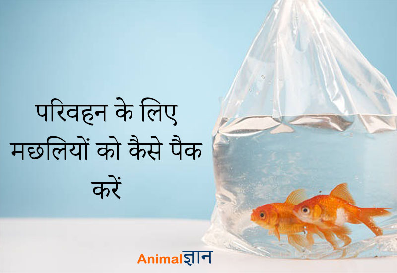 parivahan ke liye fish ko pack kare