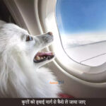 transport dogs by air